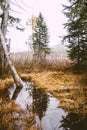 Vertical shot of a pond with a reflection of trees on it Royalty Free Stock Photo