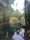Vertical shot of a pond with reflection of trees in a forest Royalty Free Stock Photo