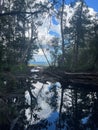 Vertical shot of a pond with reflection of trees in a forest Royalty Free Stock Photo