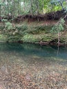 Vertical shot of a pond with reflection of trees in a forest Royalty Free Stock Photo