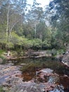 Vertical shot of a pond with reflection of trees in a forest Royalty Free Stock Photo
