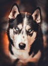 Vertical shot of a portrait of a domestic Alaskan malamute with a blurry background