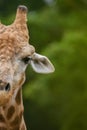 Vertical shot of a portrait of a giraffe.