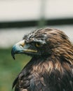 Vertical shot of portrait of Golden eagle with black beak Royalty Free Stock Photo