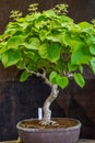 Vertical shot of a potted lindens plant under the lights with a blurry background