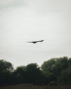 Vertical shot of a powerful bird flying over a park