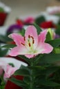 Vertical shot of a pretty lilium brownii flower