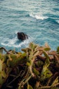 Vertical shot of prickly cactuses against the wavy ocean washing up the rocky shore Royalty Free Stock Photo