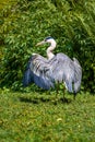 Vertical shot of a proud great blue heron spreading its majestic wings in a sunny green wilderness