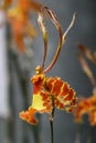 Vertical shot of Psychopsis Royalty Free Stock Photo