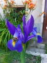 Vertical shot of a purple Dutch iris (Iris hollandica) flower with a bumblebee on it Royalty Free Stock Photo