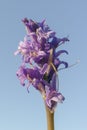 Vertical shot of a purple flower called Blue Tango under a blue sky