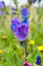 Vertical shot of purple Gentians flowers on the green field Royalty Free Stock Photo