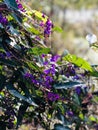 Vertical shot of the purple hardenbergia violacea flwoers Royalty Free Stock Photo
