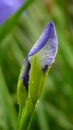 Vertical shot of a purple iris flower with blurred background Royalty Free Stock Photo