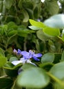 Vertical shot of a purple-petaled flower with green leaves on a blurred background Royalty Free Stock Photo