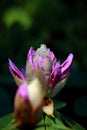 Vertical shot of purple Rhododendron ponticum flowers blooming in a field Royalty Free Stock Photo