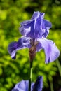 Vertical shot of purple sweet iris flower in a garden