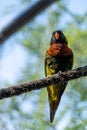 Vertical shot of a rainbow lori on a tree in a zoo Royalty Free Stock Photo