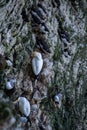 Vertical shot of a razor-billed auk perched on the tree