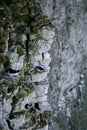 Vertical shot of a razor-billed auk perched on the tree