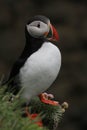 Vertical shot of  a rear bird  - Puffin in Iceland  - standing on some greenery Royalty Free Stock Photo