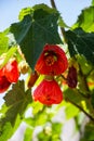 Vertical shot of red abutilon flowering maple flower Royalty Free Stock Photo