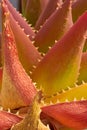 Vertical shot of a red aloe plant under sunlight Royalty Free Stock Photo