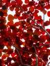 Vertical shot of red aspen leaves on a tree. Royalty Free Stock Photo