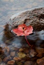 Vertical shot of a red autumn maple leaf, floating on the water in a puddle with stones Royalty Free Stock Photo