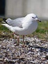 Vertical shot of red-billed gull standing on green grass Royalty Free Stock Photo