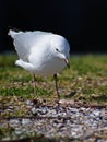 Vertical shot of red-billed gull standing on green grass Royalty Free Stock Photo