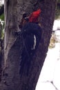 Vertical shot of a red and black ivory-billed woodpecker bird in its natural habitat