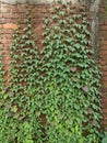 Vertical shot of a red brick wall texture overgrown with ivy