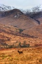 Vertical shot of a red deer stag with a background of a highland, Scotland, UK Royalty Free Stock Photo