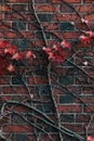 Vertical shot of a red flower on a red and black brick wall background Royalty Free Stock Photo