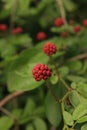 Vertical shot of red ginseng flower buds on a blurred background of the bush