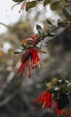 Vertical shot of red and green branches of Chilean firebush tree in the garden Royalty Free Stock Photo