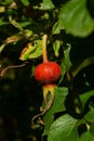 Vertical shot of a red Hawthorns plant on the tree with green sunny leaves