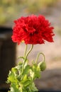 Vertical shot of a red poppy flower against a blurry background Royalty Free Stock Photo