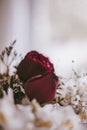 Vertical shot of red roses decorated with small flowers. Decorative interior flowers wallp Royalty Free Stock Photo