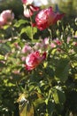 Vertical shot of red roses in a garden under the sunlight in Seattle, the US Royalty Free Stock Photo