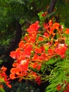 vertical shot of red Royal Poinciana flowers in a garden