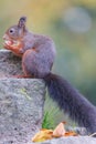 Vertical shot of a red squirrel with a black furry tail standing on a stone and eating a nut Royalty Free Stock Photo