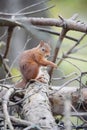 Vertical shot of a red squirrel in Highland Wildlife Park, Kincraig, Kingussie, Scotland