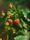 Vertical shot of red strabwerries blossoming in the garden Royalty Free Stock Photo