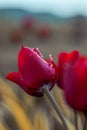 Vertical shot of a red tulip with dewdrops Royalty Free Stock Photo