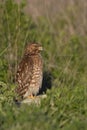 Vertical shot of a redtailed hawk bird perched on a grassy field in California