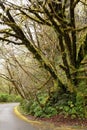 Vertical shot of redwood trees in Redwood National and State Park in Northern California, USA Royalty Free Stock Photo