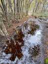 Vertical shot of the reflection of trees in a puddle in a forest